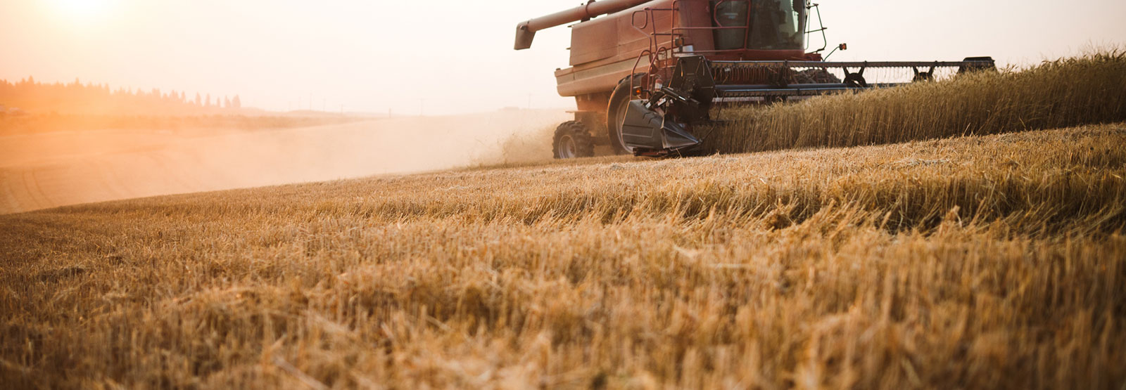 Combine harvesting wheat field.