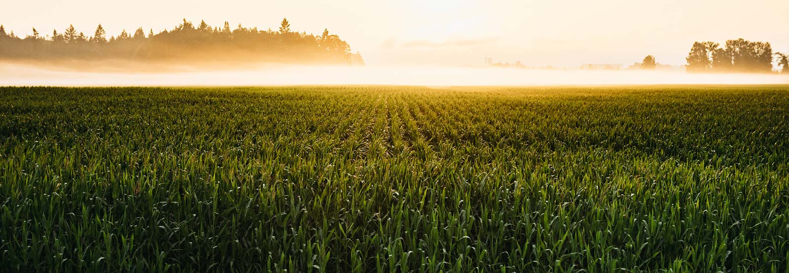 Field of corn.