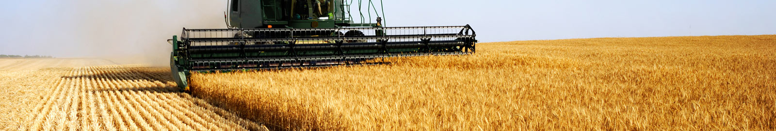 Combine harvesting crop.