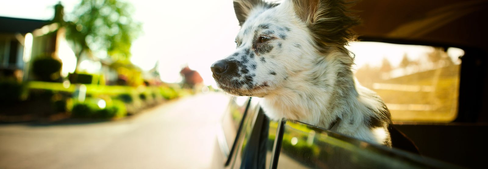 Dog with head out car window.